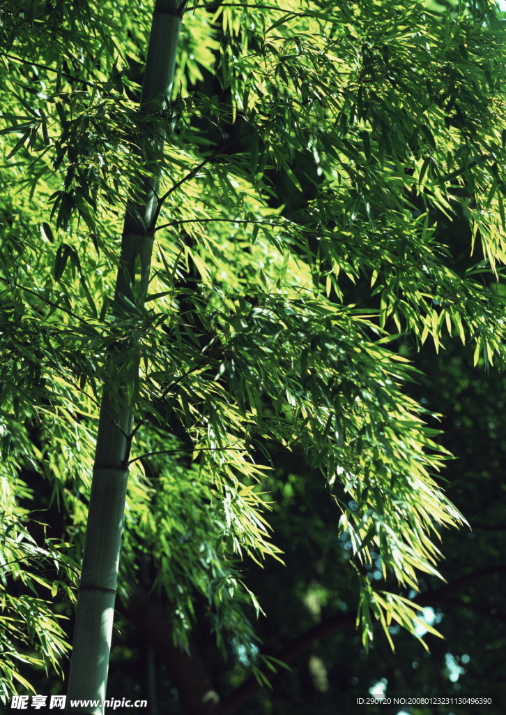 竹林
