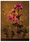 玫瑰花