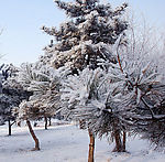 大雪压枝头