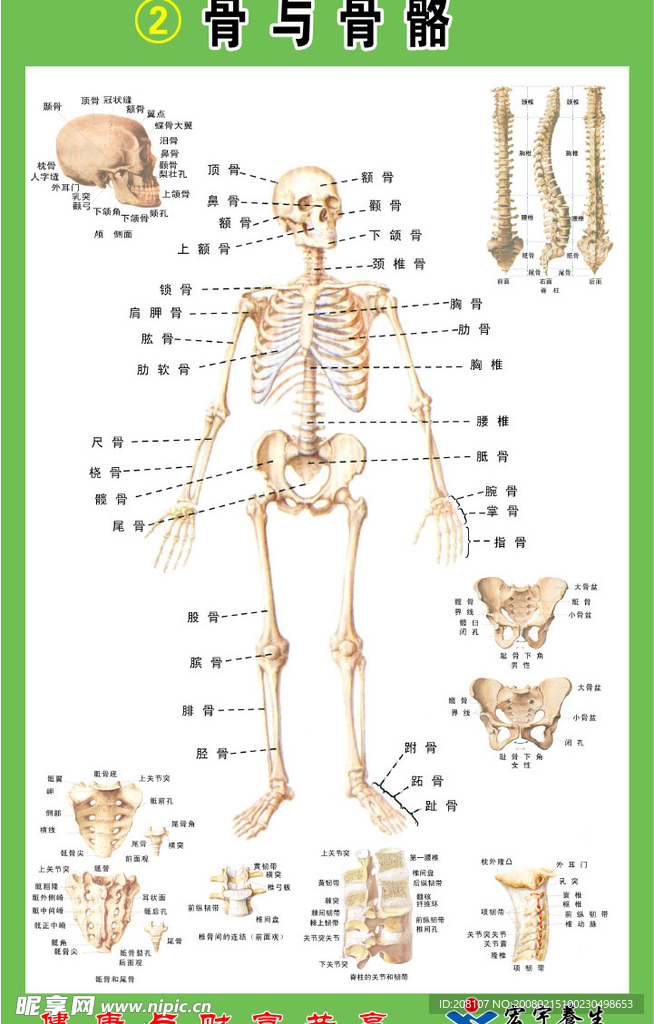 骨与骨骼