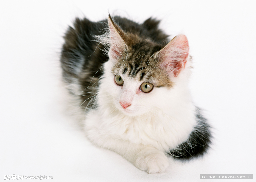 花猫