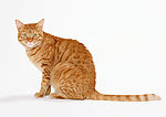 黄花猫