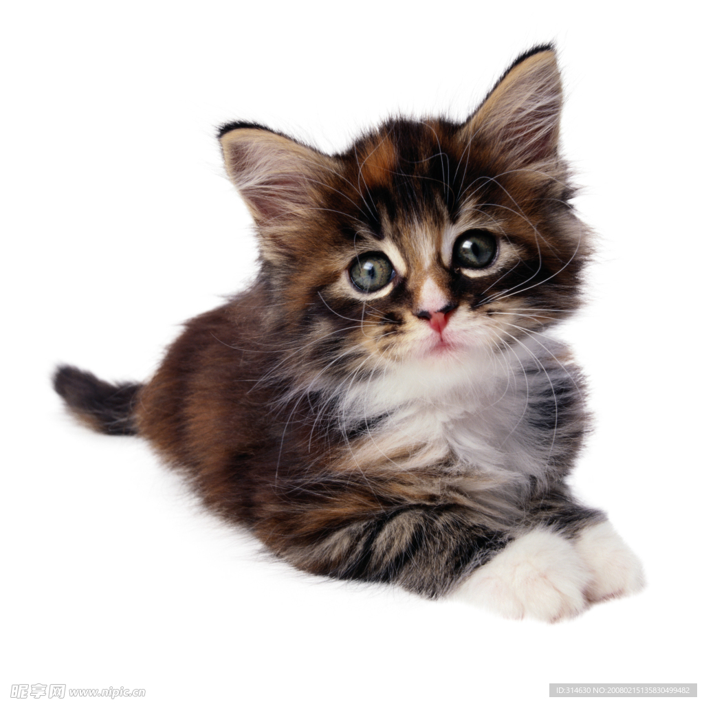 小花猫