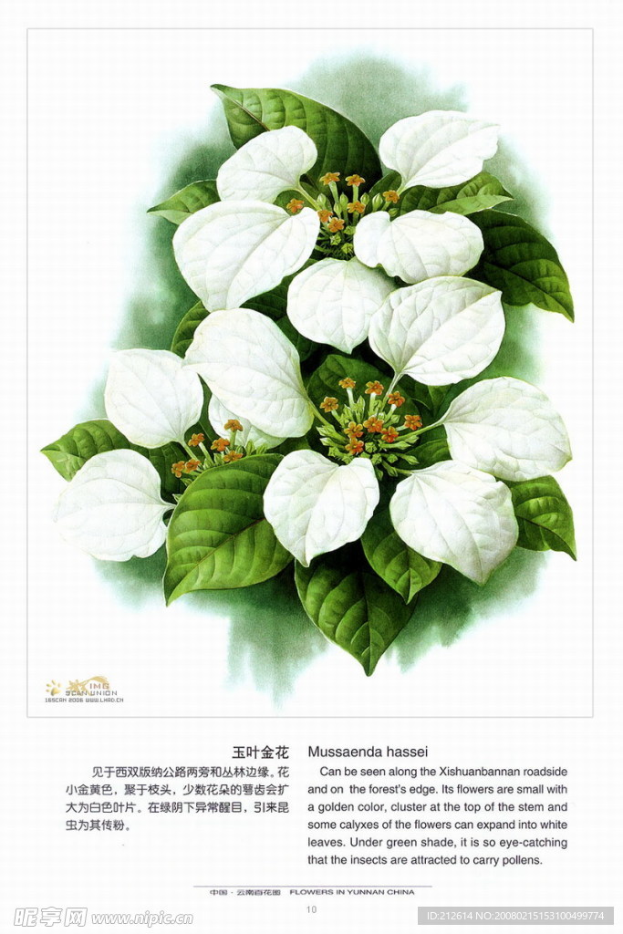 百花图