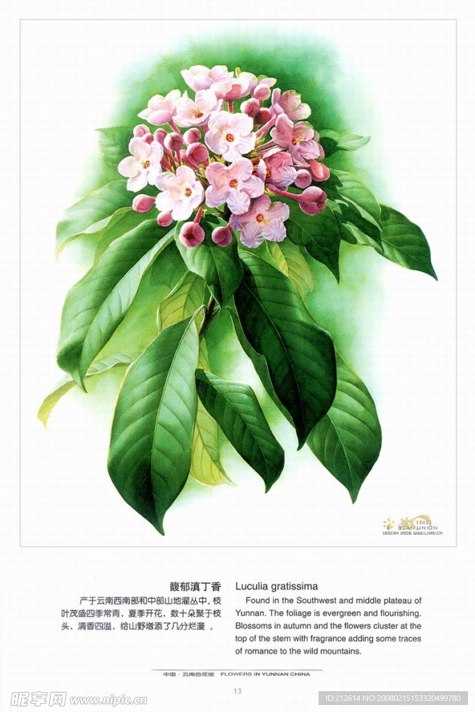 百花图