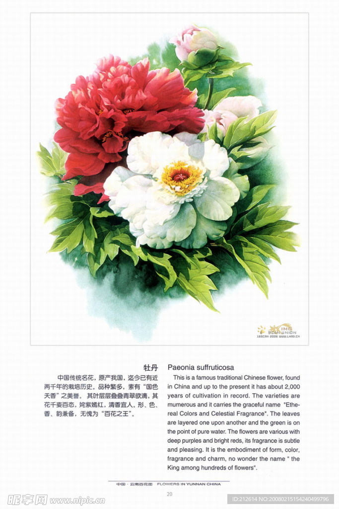 百花图