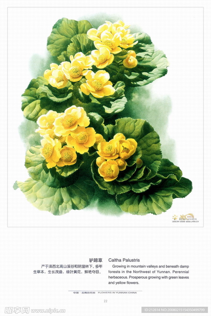 百花图