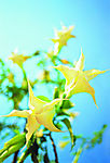 花卉