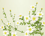 2008最新花纹矢量图