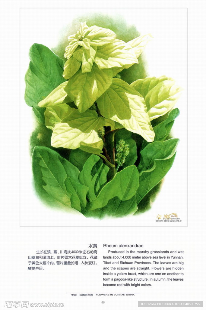 百花图，