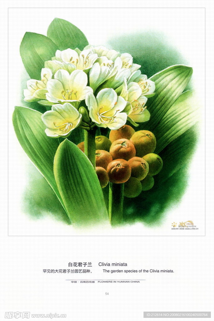 百花图，
