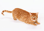 黄猫