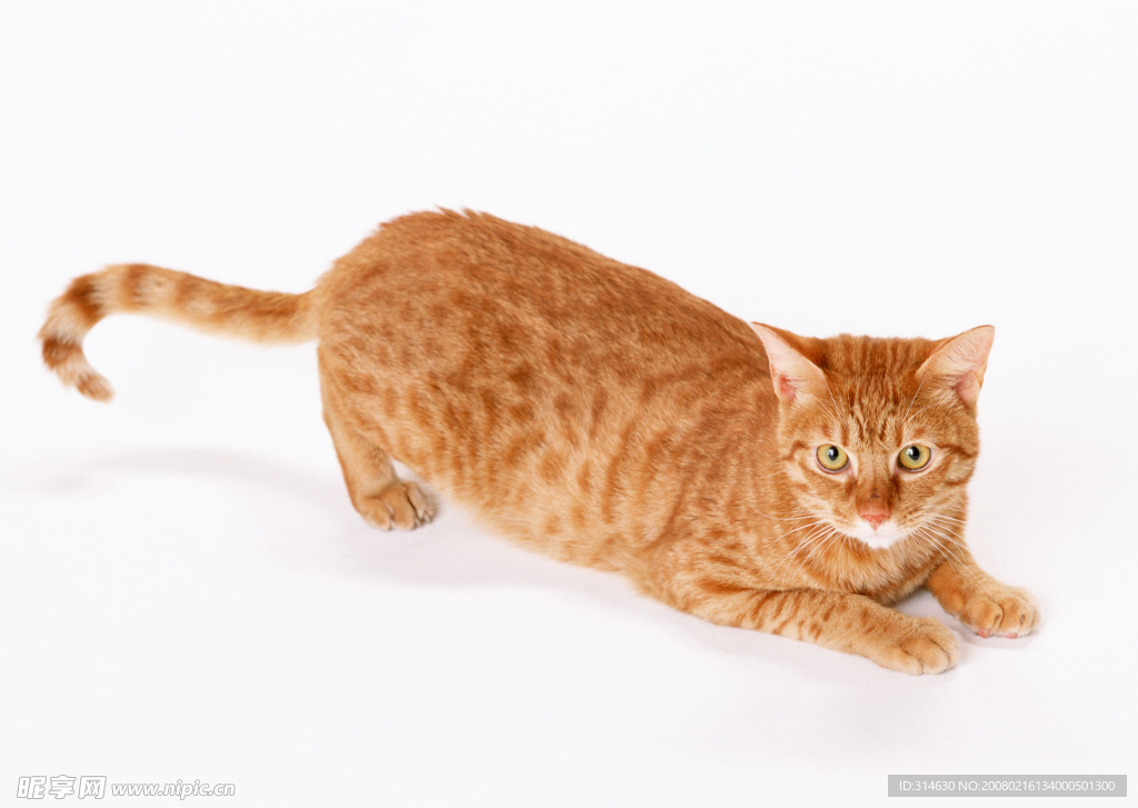 黄猫