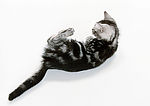 黑花猫