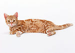 黄猫