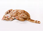 黄猫