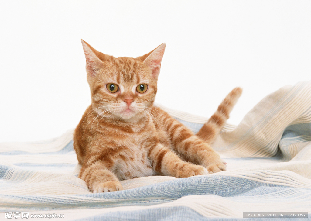 黄猫