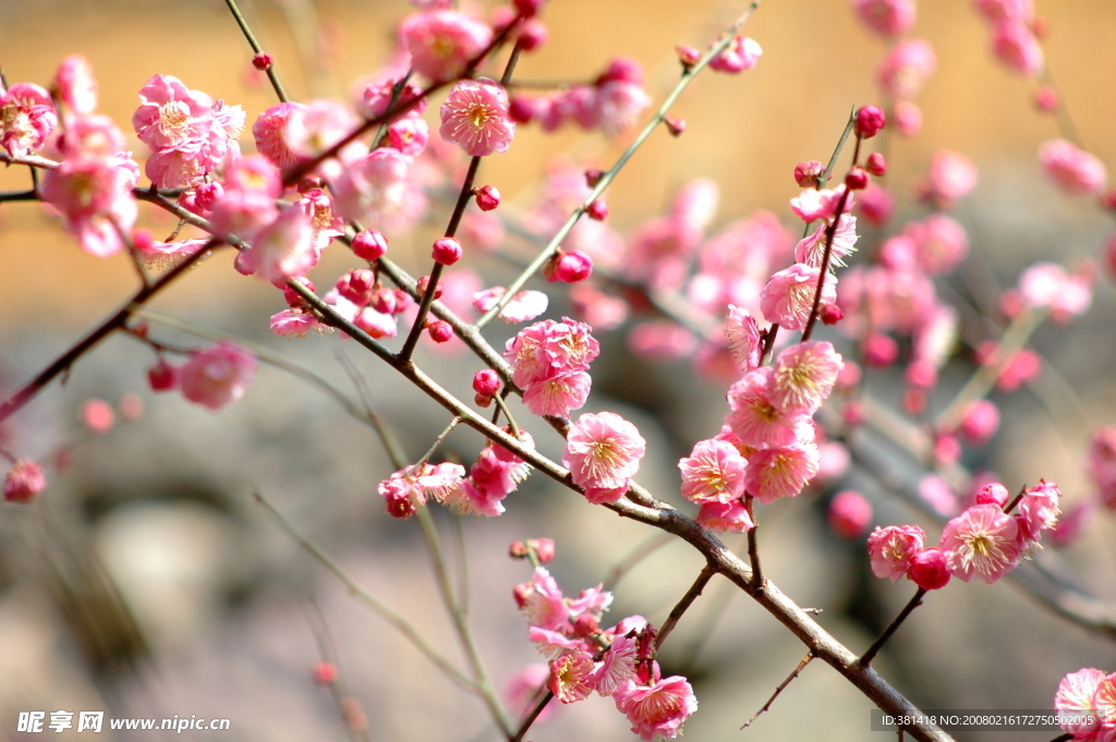 梅花