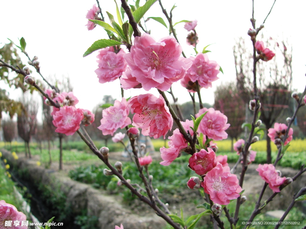 桃花1