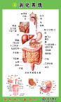 消化系统