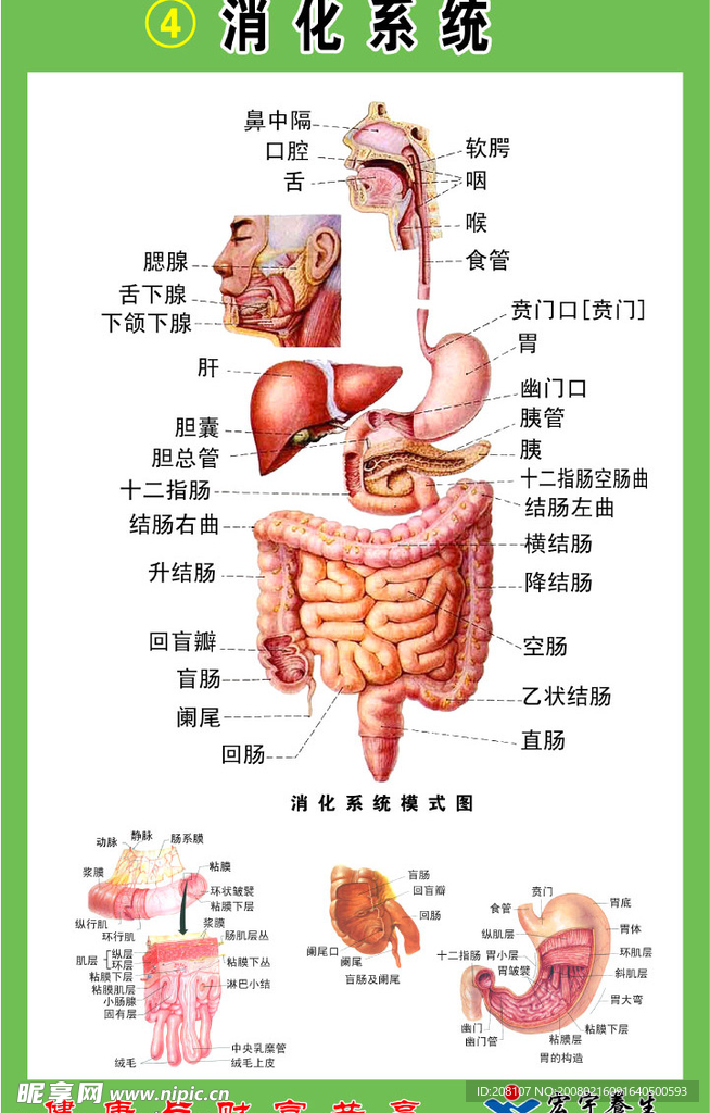 消化系统