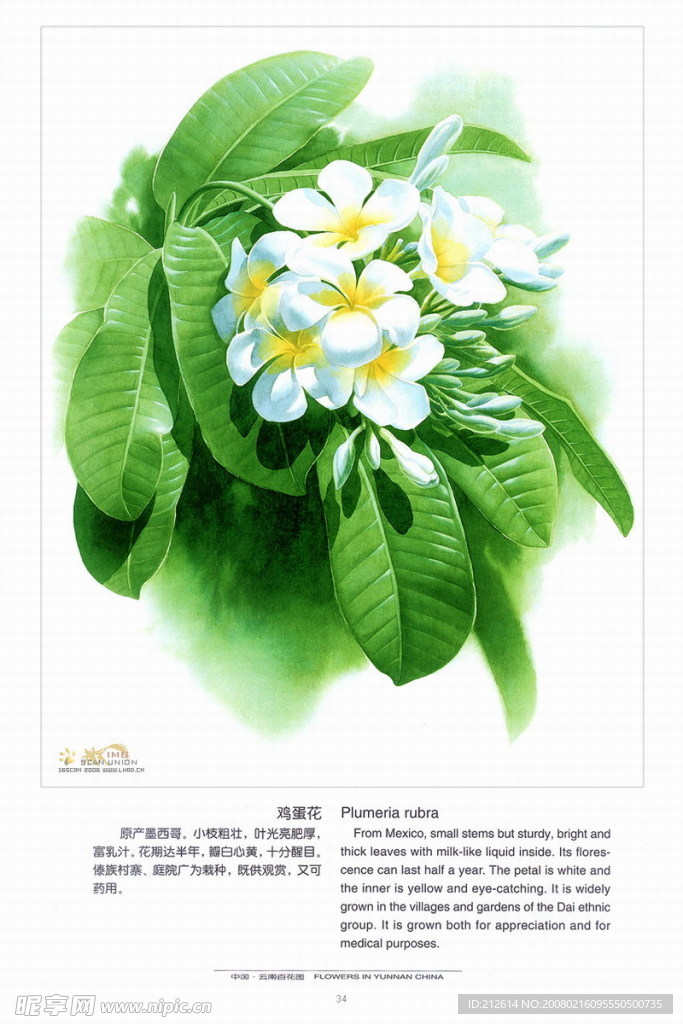 百花图，