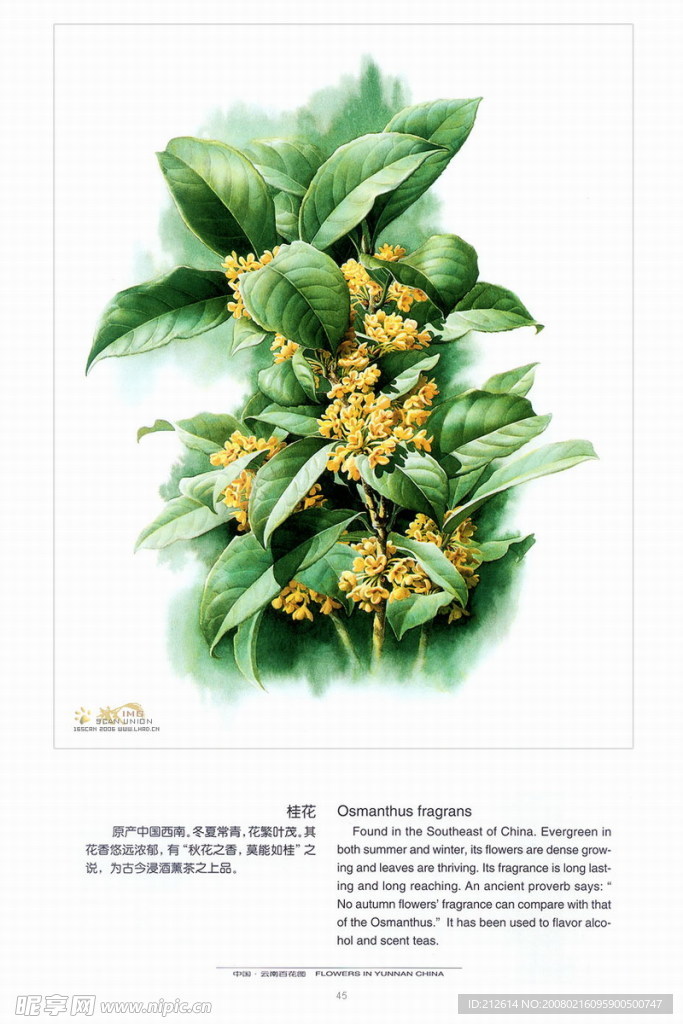 百花图