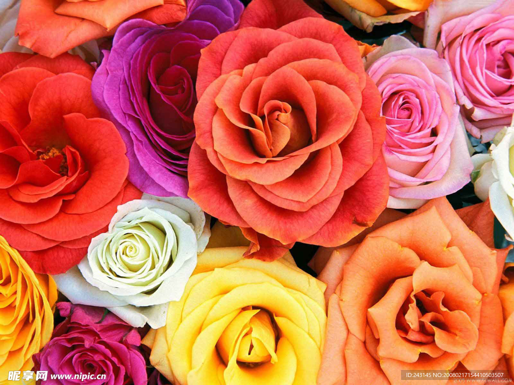 各种颜色的玫瑰