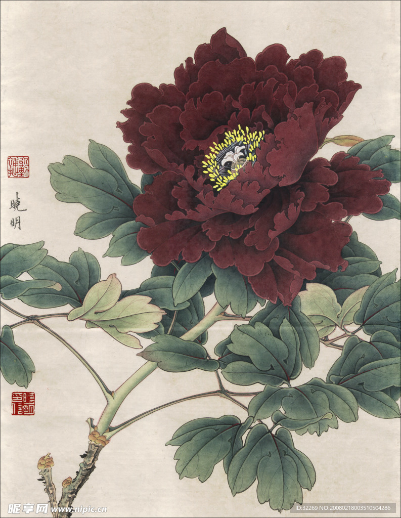 牡丹