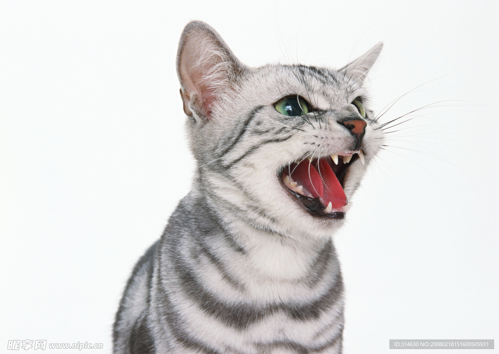 小猫叫