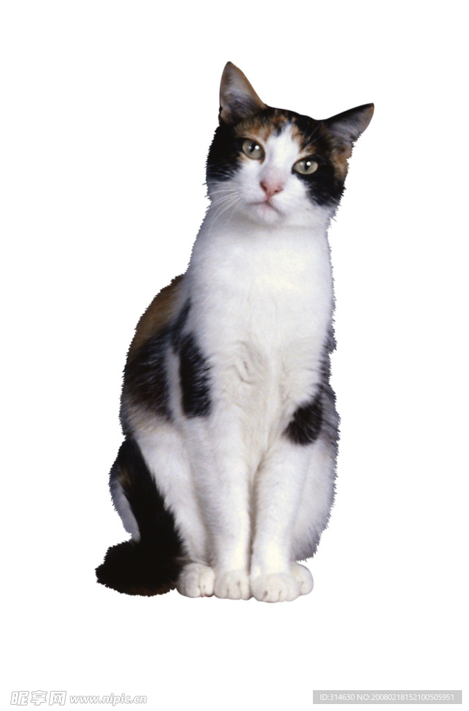 可爱花猫