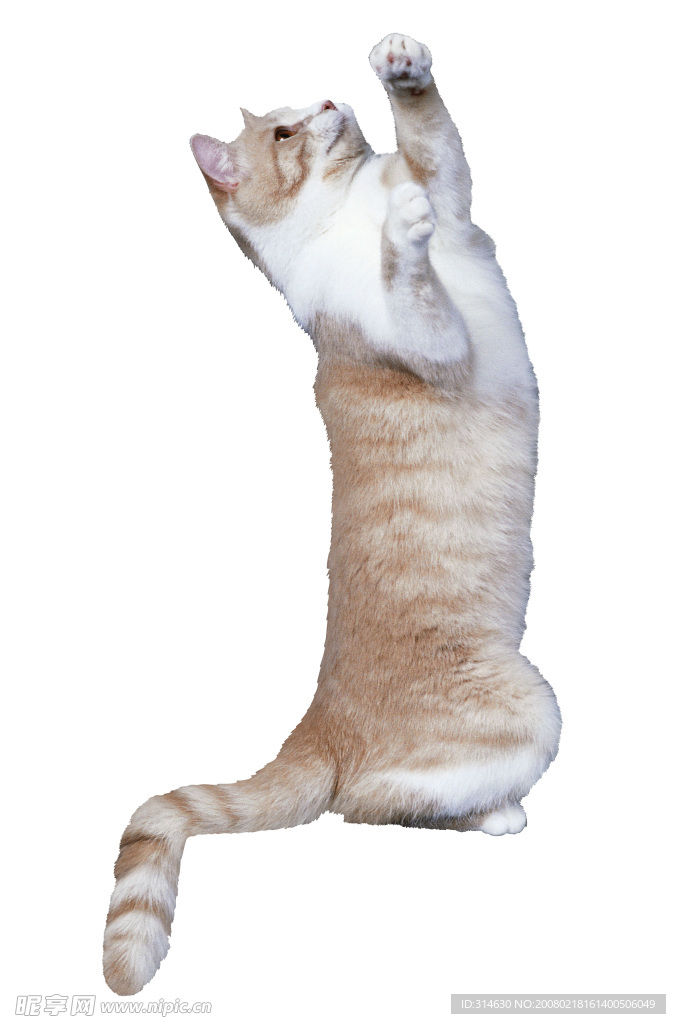淡黄色小猫