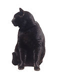 黑猫