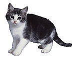 家猫