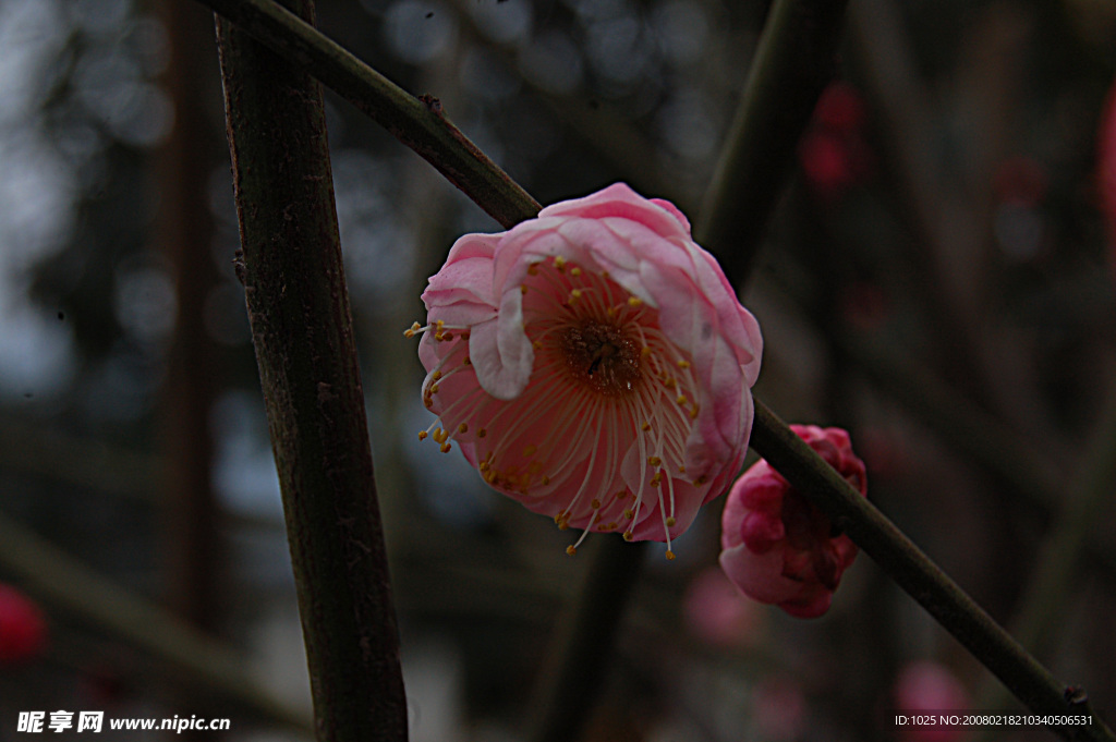 梅花盛开