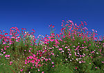 花海