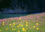 花海