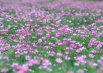 花海