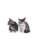两只小猫