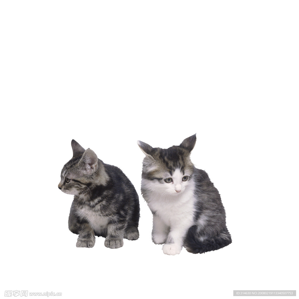 两只小猫