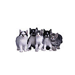 五只小猫
