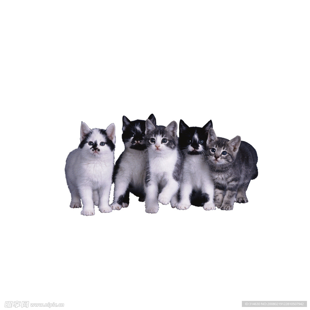 五只小猫