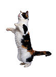 家猫