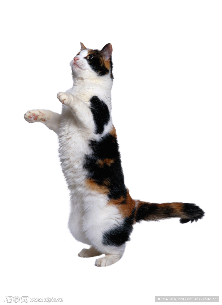 家猫