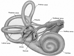 耳蜗解剖图