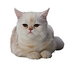 懒猫