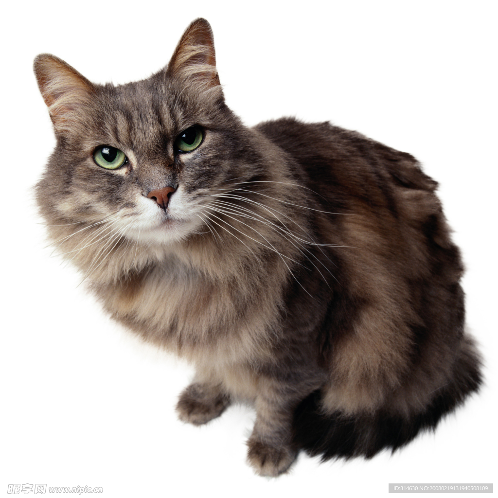 超可爱的猫