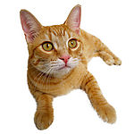 家猫