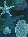 海星.贝壳