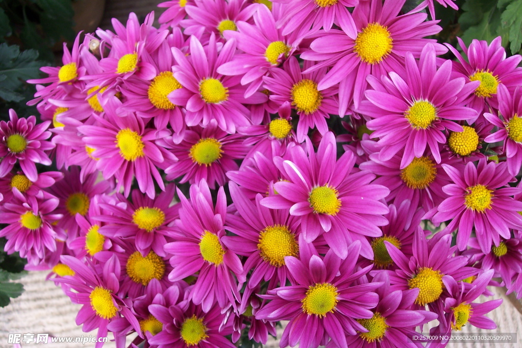 花花